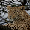 'Leopards, the last stand' documentary is narrated by Alex Warner