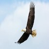 Three feature length nature documentaries narrated by Alex titled  'The Magnificent Three', tracing the lives of three amazing predators, the Eagle, the Fox and the Iberian Lynx.